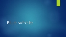 Презентация по английскому языку Blue whale (5 класс)