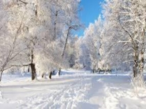 Презентация  Зимующие птицы 1 класс