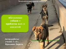 Проект - исследование Бродячие собаки