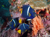 Презентация к занятию по оригами Рыбка