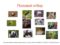 Презентация Половой отбор! 11 класс