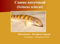 Презентация по окружающему миру. Сцинк - животное степей