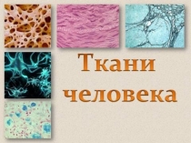 Презентация по биологии на тему Ткани (8 класс)