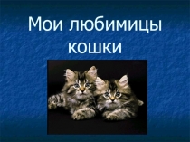 Презентация Мои друзья животные