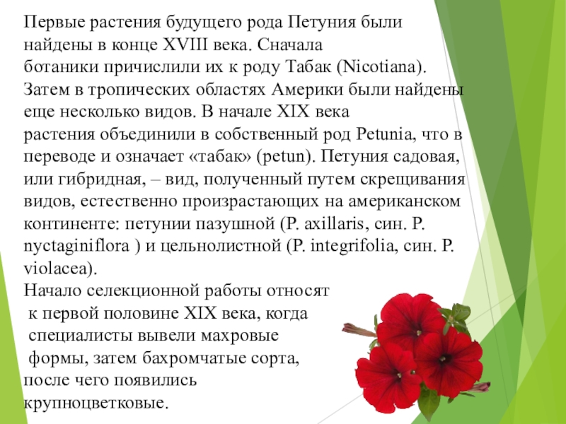 Презентация к проекту Выращивание рассады петунии разными способами Первые растения будущего рода Петуния были найдены в конце XVIII века. Сначала ботаники причислили Первые растения будущего рода Петуния были найдены в конце XVIII века. Сначала ботаники причислили их к роду Табак (Nicotiana). Затем в