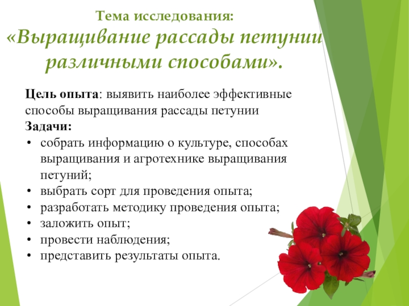 Презентация к проекту Выращивание рассады петунии разными способами Тема исследования: «Выращивание рассады петунии различными способами».Цель опыта: выявить наиболее эффективные Тема исследования: «Выращивание рассады петунии различными способами».Цель опыта: выявить наиболее эффективные способы выращивания рассады петунииЗадачи: собрать