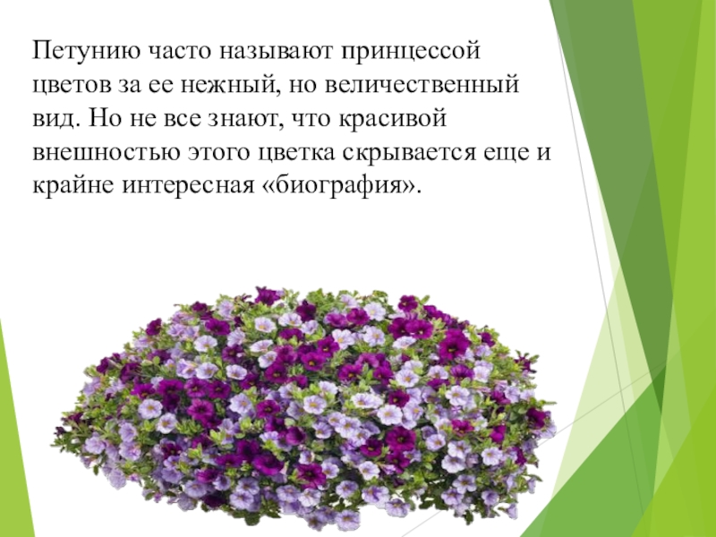 Презентация к проекту Выращивание рассады петунии разными способами Петунию часто называют принцессой цветов за ее нежный, но величественный вид. Петунию часто называют принцессой цветов за ее нежный, но величественный вид. Но не все знают, что красивой