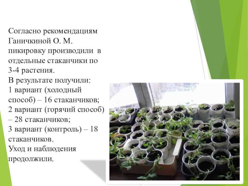 Презентация к проекту Выращивание рассады петунии разными способами Согласно рекомендациям Ганичкиной О. М. пикировку производили в отдельные стаканчики по Согласно рекомендациям Ганичкиной О. М. пикировку производили в отдельные стаканчики по 3-4 растения.В результате получили:1 вариант (холодный