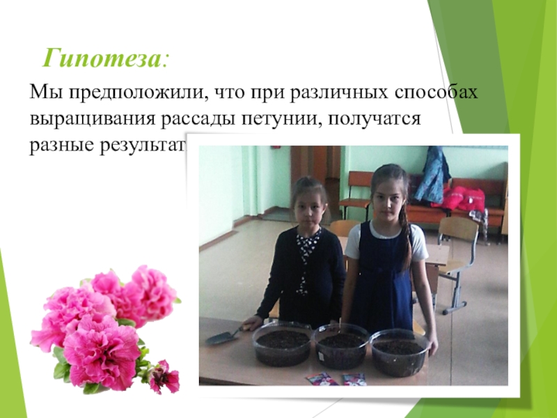 Презентация к проекту Выращивание рассады петунии разными способами Гипотеза:Мы предположили, что при различных способах выращивания рассады петунии, получатся разные результаты. Гипотеза:Мы предположили, что при различных способах выращивания рассады петунии, получатся разные результаты.