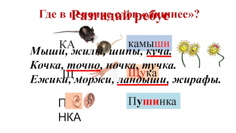 Презентация по русскому языку Жи-ши, ча-ща, чу-щу. Разгадай ребусГде в цепочке слов «лишнее»?Пушинка ЩукакамышиМыши, жилы, шипы, куча. Кочка, Разгадай ребусГде в цепочке слов «лишнее»?Пушинка ЩукакамышиМыши, жилы, шипы, куча. Кочка, точно, ночка, тучка. Ежики, моржи, ландыши,