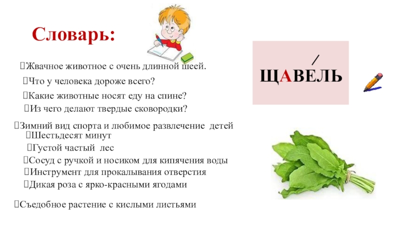 Презентация на тему Словарь:Съедобное растение с кислыми листьямиЩАВЕЛЬЖвачное животное с очень Словарь:Съедобное растение с кислыми листьямиЩАВЕЛЬЖвачное животное с очень длинной шеей.Что у человека дороже всего? Какие животные носят