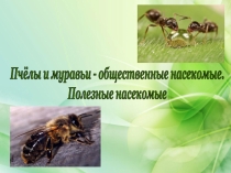 Насекомые в нашей жизни. Полезные насекомые