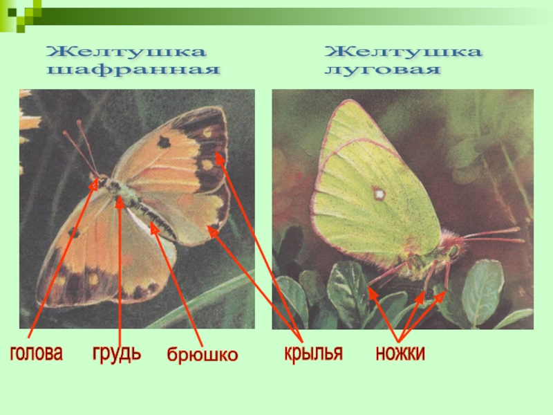 Урок по человеку и миру на тему Насекомые. Бабочки Желтушка шафраннаяЖелтушка луговаяголовагрудьбрюшконожкикрылья Желтушка шафраннаяЖелтушка луговаяголовагрудьбрюшконожкикрылья