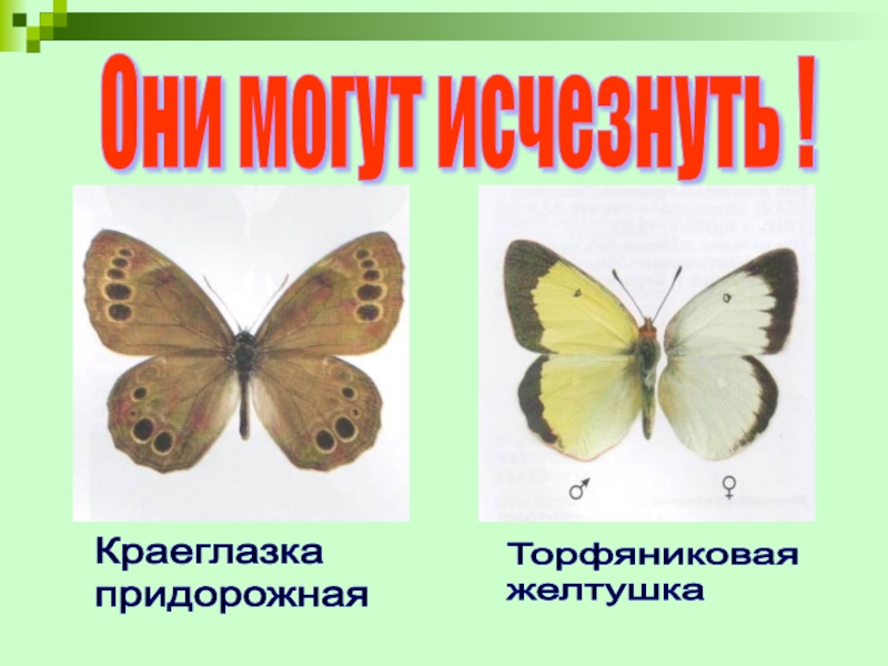 Урок по человеку и миру на тему Насекомые. Бабочки Краеглазка придорожнаяТорфяниковая желтушкаОни могут исчезнуть ! Краеглазка придорожнаяТорфяниковая желтушкаОни могут исчезнуть !