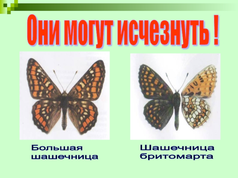 Урок по человеку и миру на тему Насекомые. Бабочки Большая шашечницаШашечница бритомартаОни могут исчезнуть ! Большая шашечницаШашечница бритомартаОни могут исчезнуть !