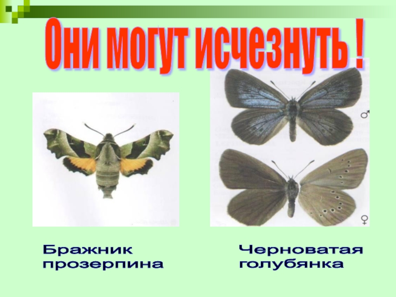 Урок по человеку и миру на тему Насекомые. Бабочки Бражник прозерпинаЧерноватая голубянкаОни могут исчезнуть ! Бражник прозерпинаЧерноватая голубянкаОни могут исчезнуть !
