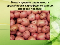 Изучение зависимости урожайности картофеля от разных способах посадки.