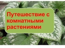 Путешествие с комнатными растениями