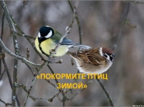 Презентация , проектная деятельность по окружающему миру Покормите птиц зимой
