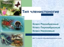 Презентация по биологии Членистоногие. Ракообразные