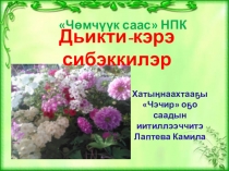 НПК МОи любимые цветы астра и бархатцы Лаптева Камила село Хатынгнах