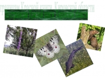 Презентация Красная книга Кировской области