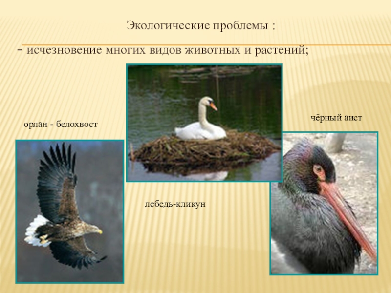 Презентация по биологии на тему Экологическая обстановка в Иркутской области Экологические проблемы :- исчезновение многих видов животных и растений;лебедь-кликунорлан - белохвостчёрный аист Экологические проблемы :- исчезновение многих видов животных и растений;лебедь-кликунорлан - белохвостчёрный аист
