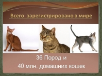 Презентация по окружающему миру на тему Кошки