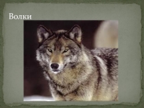 Презентация по экологии  Белый медведь