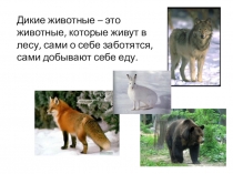 Дикие животные