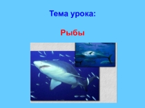 Презентация Рыбы биология 7 класс