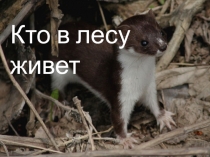 Презентация по окружающему миру на тему Ласка