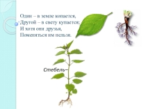 Стебель, его строение и значение.