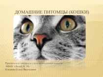 : Разновидности кошек.