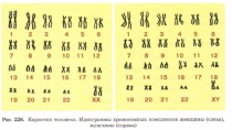 Презентация по биологии Каиограмма. Геномные мутации 10-11 класс