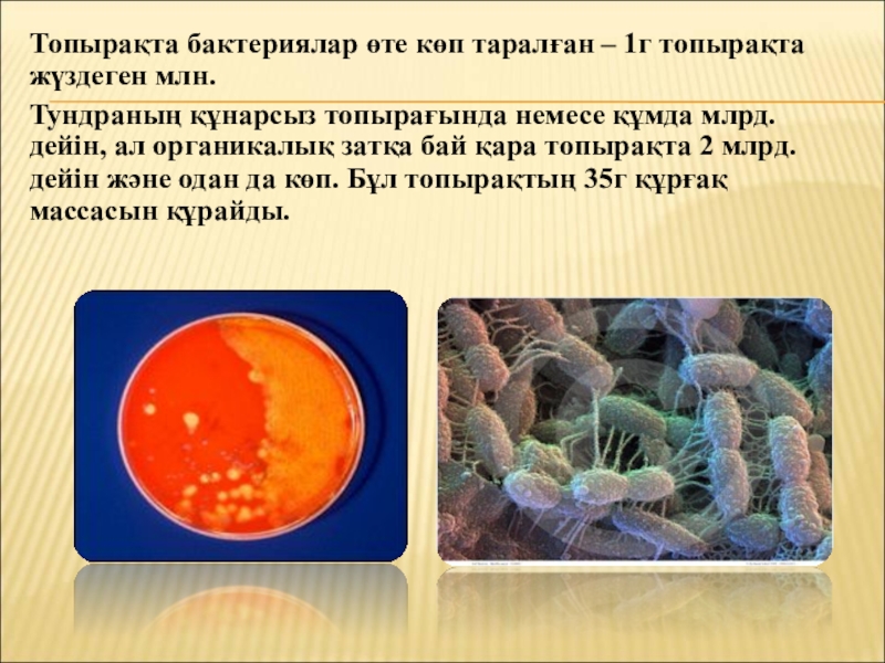 Бактериялардың табиғаттағы және адам өміріндегі маңызы Топырақта бактериялар өте көп таралған – 1г топырақта жүздеген млн. Тундраның Топырақта бактериялар өте көп таралған – 1г топырақта жүздеген млн. Тундраның құнарсыз топырағында немесе құмда млрд. дейін,