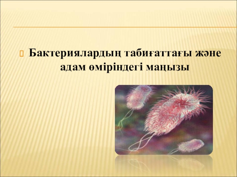 Бактериялардың табиғаттағы және адам өміріндегі маңызы Бактериялардың табиғаттағы және адам өміріндегі маңызы Бактериялардың табиғаттағы және адам өміріндегі маңызы