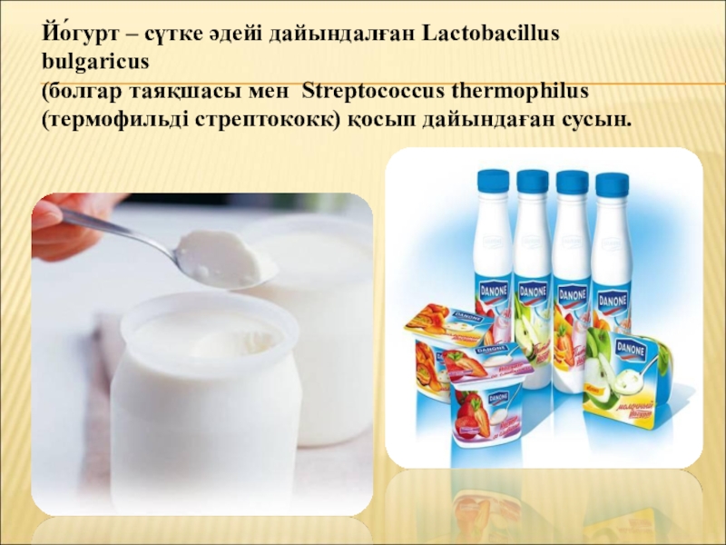 Бактериялардың табиғаттағы және адам өміріндегі маңызы Йо́гурт – сүтке әдейі дайындалған Lactobacillus bulgaricus (болгар таяқшасы мен Streptococcus Йо́гурт – сүтке әдейі дайындалған Lactobacillus bulgaricus (болгар таяқшасы мен Streptococcus thermophilus (термофильді стрептококк) қосып дайындаған сусын.