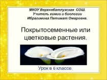 : Покрытосеменные растения