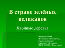 Презентация к занятию по краеведению В стране зеленых великанов. Хвойные деревья
