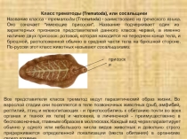 Презентация по зоологии беспозвоночных животных Паразитические плоские черви трематоды
