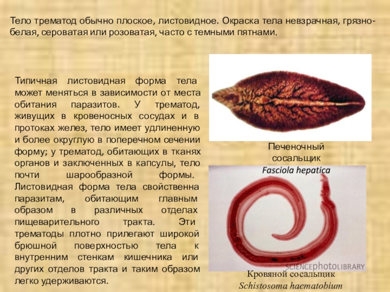 Листовидная форма червей. Плоские черви (сосальщики, трематоды). Трематоды моногенеи цестоды. Трематода листовидная.