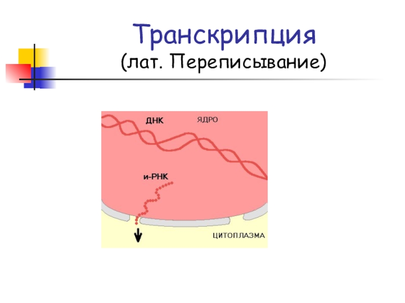 Презентация Белки. Биосинтез белка Транскрипция (лат. Переписывание) Транскрипция (лат. Переписывание)