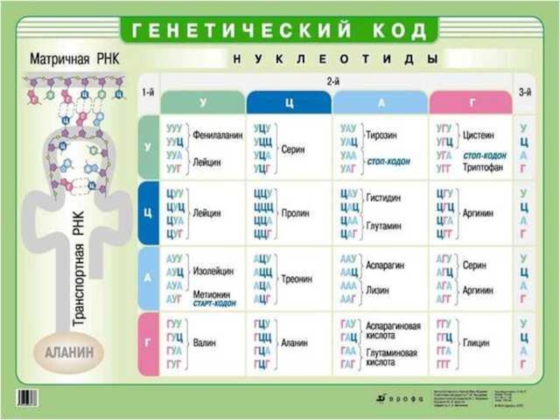 Презентация Белки. Биосинтез белка