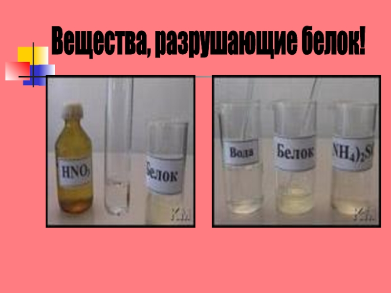 Презентация Белки. Биосинтез белка Вещества, разрушающие белок! Вещества, разрушающие белок!
