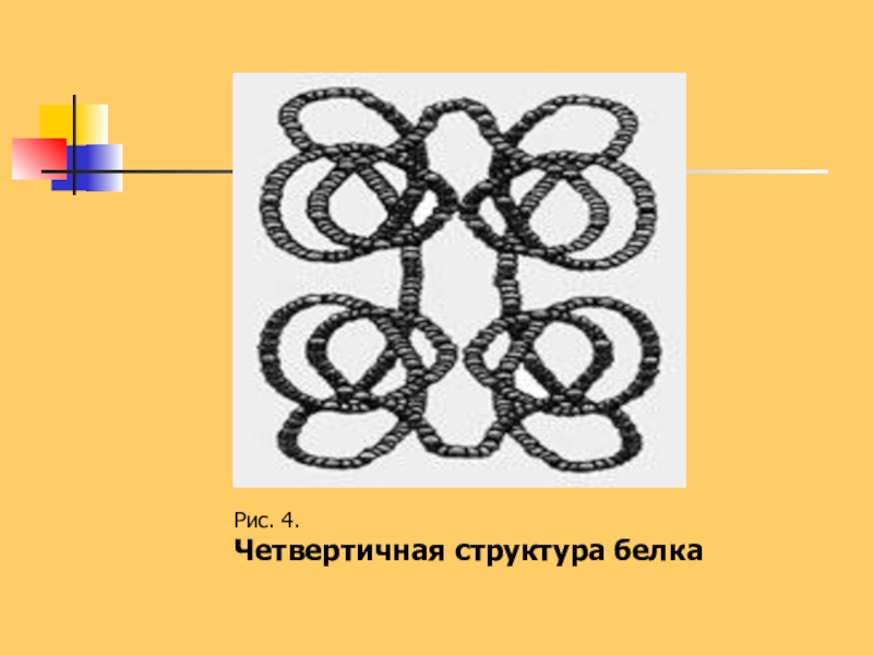 Презентация Белки. Биосинтез белка Рис. 4. Четвертичная структура белка Рис. 4. Четвертичная структура белка