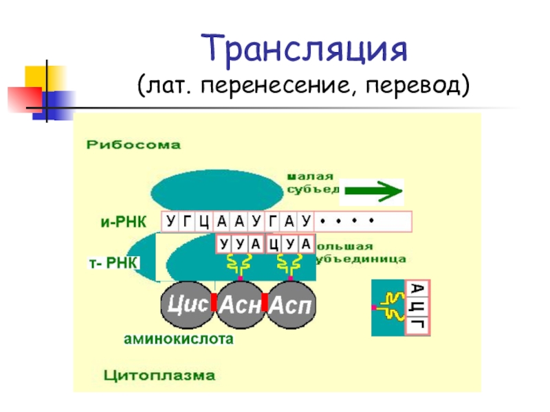 Презентация Белки. Биосинтез белка Трансляция (лат. перенесение, перевод) Трансляция (лат. перенесение, перевод)