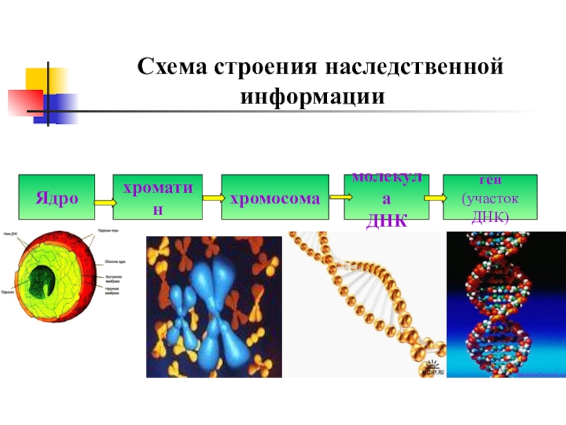 Презентация Белки. Биосинтез белка Схема строения наследственной информацииЯдрохроматинхромосомамолекулаДНКген (участокДНК) Схема строения наследственной информацииЯдрохроматинхромосомамолекулаДНКген (участокДНК)