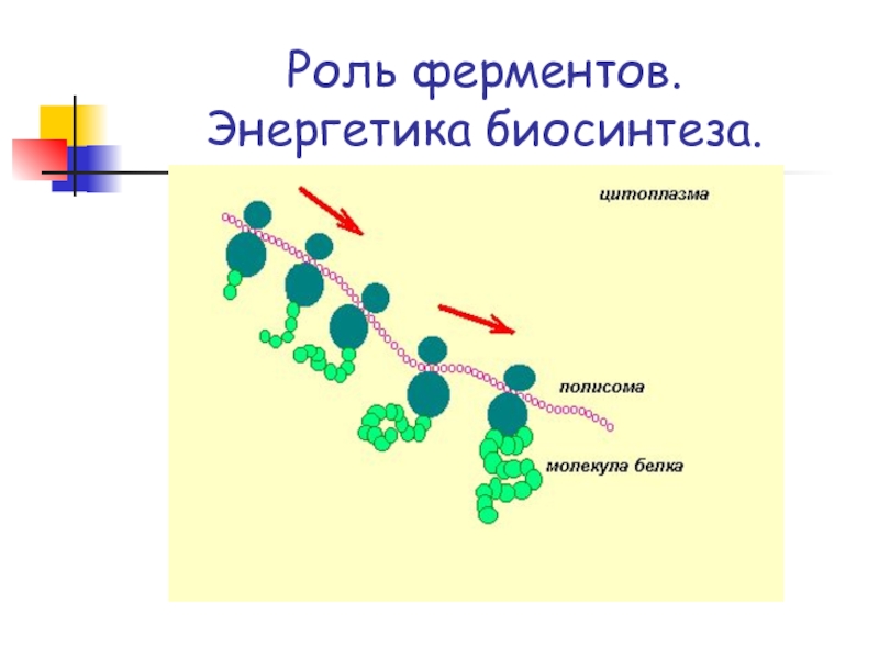 Презентация Белки. Биосинтез белка Роль ферментов. Энергетика биосинтеза. Роль ферментов. Энергетика биосинтеза.