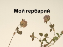 Мой гербарий